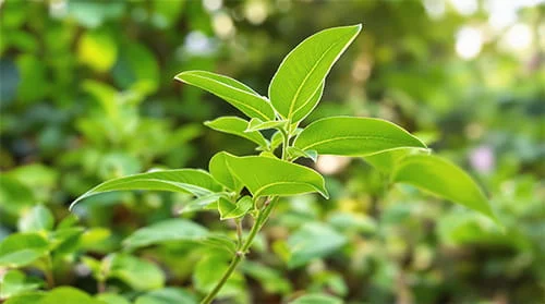 Gluco6 Ingredient Gymnema Sylvestre